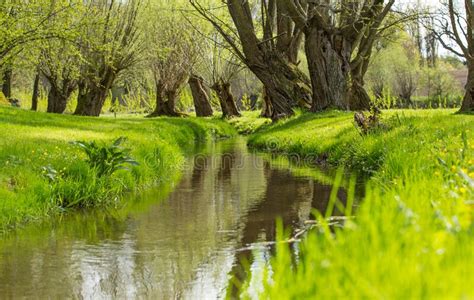 Beautiful Natural Spring Scene With Stream Stock Photo Image Of