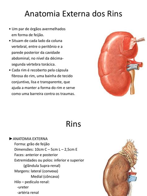 Anatomia Externa Dos Rins Rim Sistema Endócrino