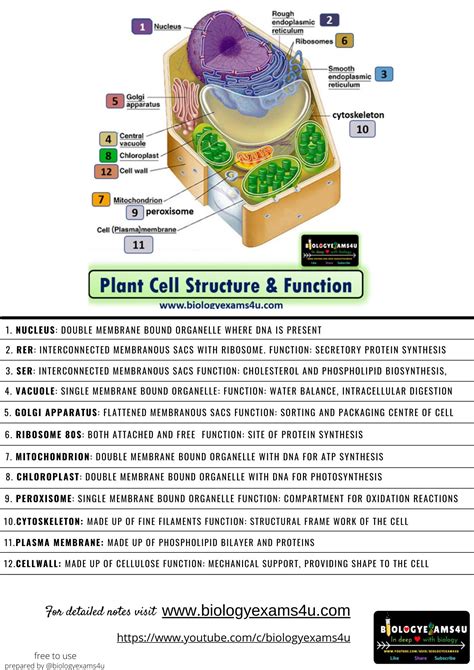 Plant Cell Structure And Function Poster In 2022 Plant Cell Structure