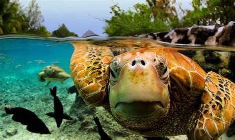 Green Sea Turtle The Biggest Animals Kingdom