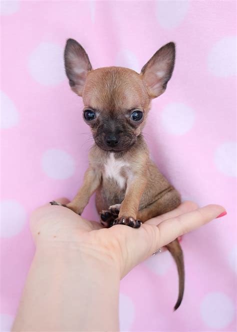 Teacup Chihuahua Puppies Available In South Florida
