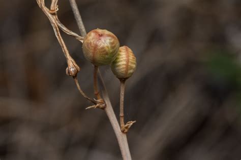 Asphodeline Liburnica Scop Rchb Plants Of The World Online Kew