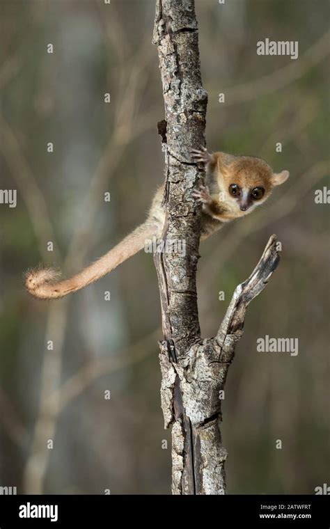 Madame Berthes Mouse Lemur Microcebus Berthae The Worlds Smallest