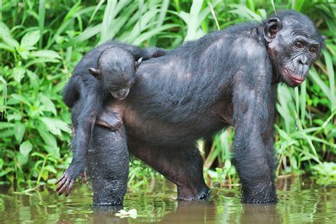 bonobopygmy chimpanzee pan paniscus photograph by nhpa fine art america