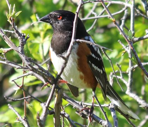 How To Identify A Spotted Towhee Birds And Blooms