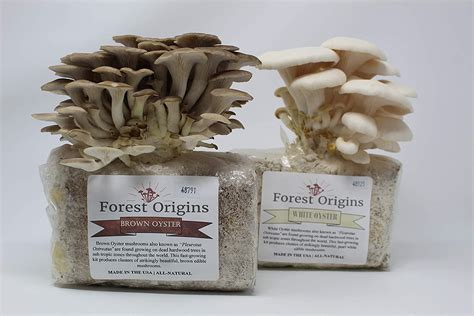 the best 8 mushroom grow kits to grow on your own mushroom site