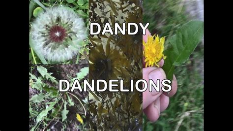 Dandelions Wild Edibles Best Plant For Lawn And Gardens Youtube