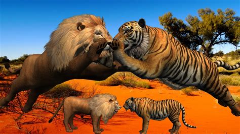 Lion Vs Tiger Amazing Fight Leason Animals Sounds For Children Kids