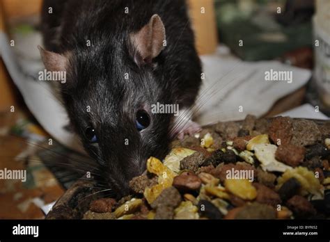 Rat Eating Food Stock Photo Alamy