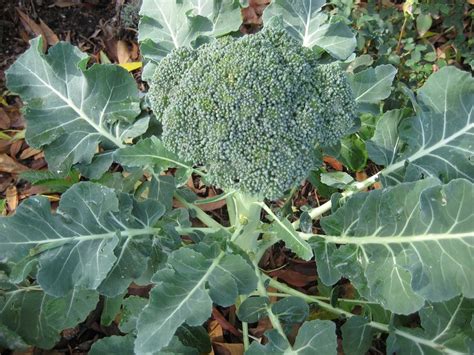 Full Grown Broccoli Plant Tanaman Sayuran Panen