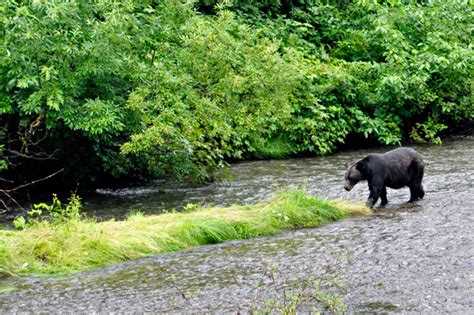Bears In Hyder Alaska 2015