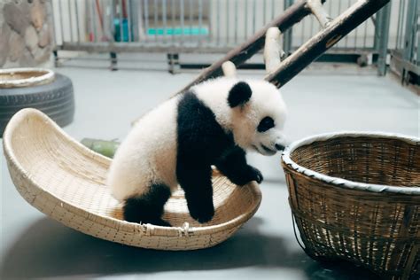 La Chine Grande Protectrice Des Pandas