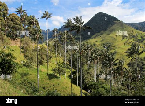 Landscape Of Wax Palm Trees In Cocora Valley Near Salento Colombia