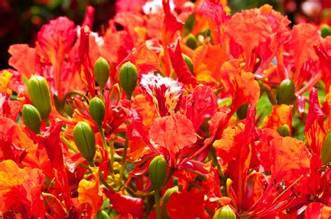 Free for commercial use no attribution required high quality images. Three Flowers - Association Les Fruits de Mer