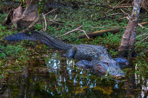 Alligator In Everglades Swamp Fine Art Photo Print For Sale Photos By