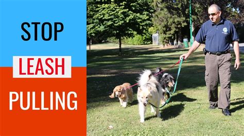 Throughout the time that you follow the steps outlined in this article, you should reward your bengal cat for following them. How to train a dog to walk on a leash without pulling ...