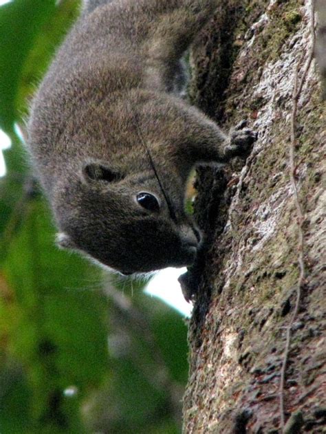 Black Banded Squirrel At Kinabalu Park Hq Mammals Of Borneo