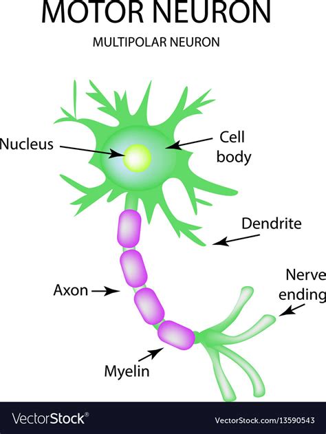 The Structure Of The Motor Neuron Infographics On Vector Image Riset