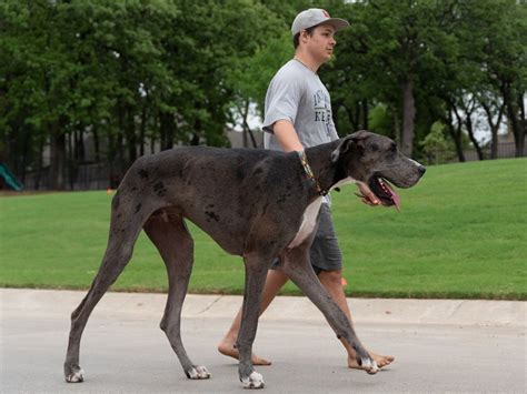 Texas Great Dane Is Officially Worlds Tallest Dog At 35