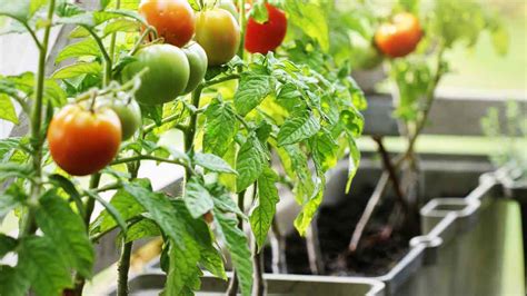 Voici Comment Faire Pousser Des Tomates En Pot Ou Au Jardin Et Quel Est