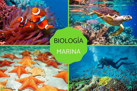 Biolog A Marina Qu Es E Importancia Resumen Sobre Qu Estudia Y M S