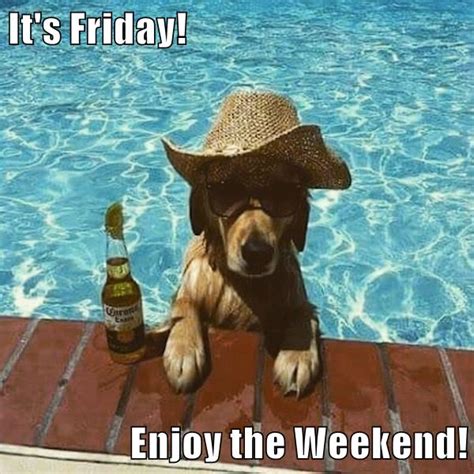 Its Friday Enjoy The Weekend I Has A Hotdog Dog Pictures Funny