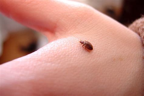 Does A Bed Bug Bite Look Like A Welt Caregeh