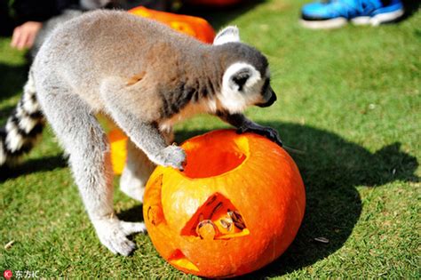 Halloween Treats For Animals At The Zoo 4