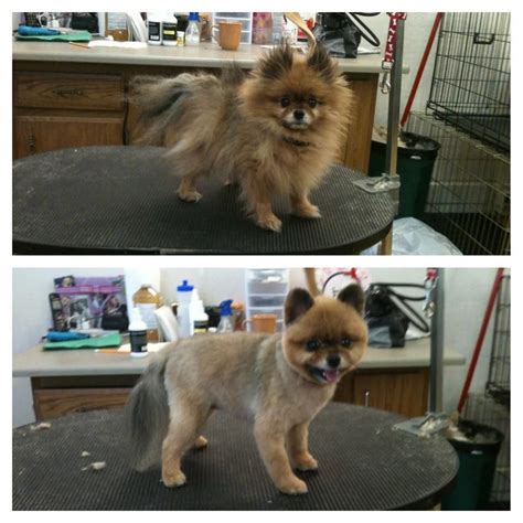 Pomeranian Bear Cut Before And After Pets Lovers