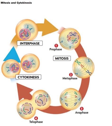 Mrscruzs Biology Class Chapter 5 Cell Growth And Division