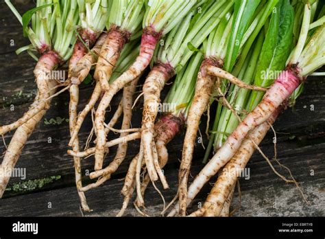 Edible Roots Hi Res Stock Photography And Images Alamy