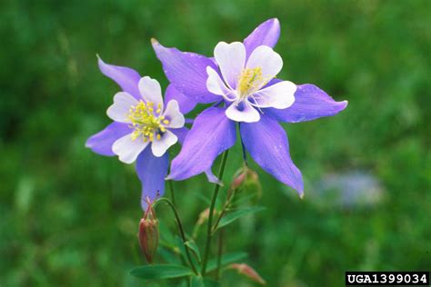 Colorado Blue Columbine Aquilegia Caerulea