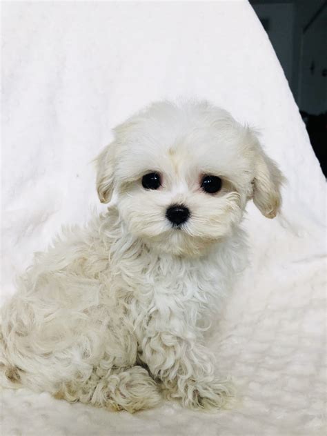 Tiny Micro Teacup Maltipoo Maltese Poodle Puppy For Sale Iheartteacups