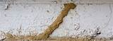 Sawdust Termites Images