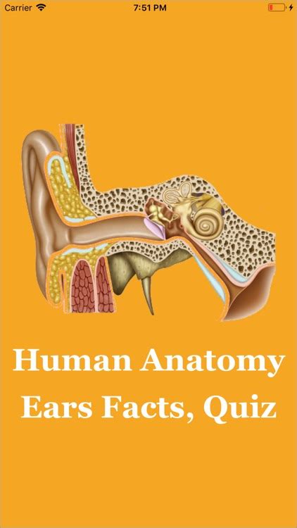 Human Anatomy Ears Facts Quiz By Raj Kumar