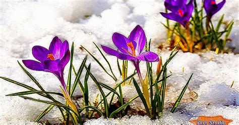 Animated Spring Flowers Screensavers Free Best Hd Wallpapers