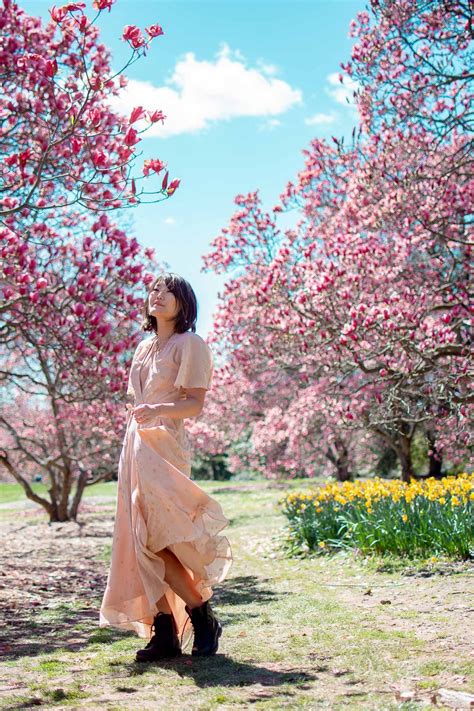 10 Secret Places For Cherry Blossoms In Dc That Are Tourist Free 2022