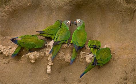 Dusky Headed Parakeet Aratinga Weddellii Буроголовая аратинга