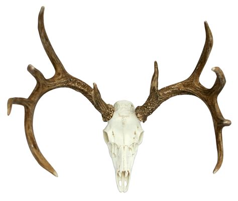 White Tailed Deer Skull Clipart Best Images And Photos Finder