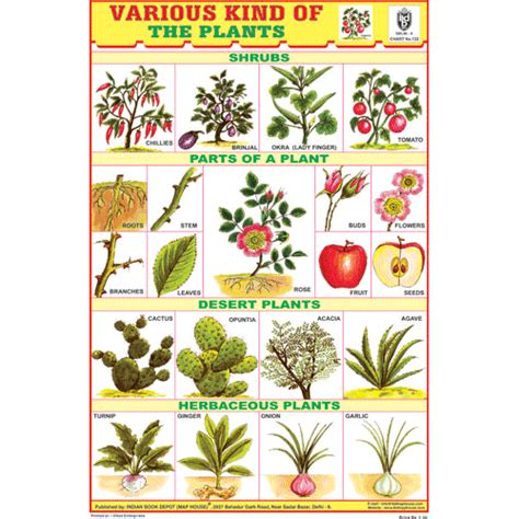 Types Of Plants Chart For Kids