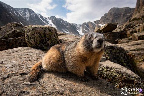 Rocky Mountain Wildlife Photography Bryan Maltais