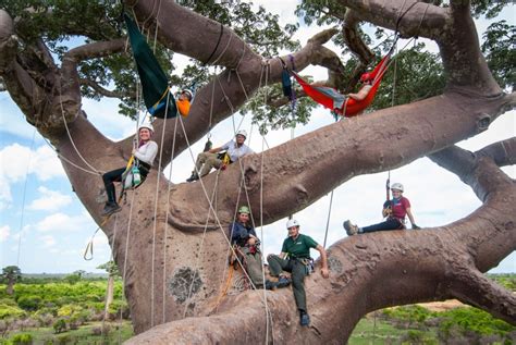 How To Climb A Tree Safely Residence Style