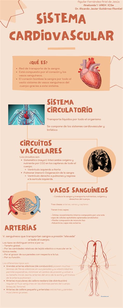 Infografia Cardiovascular Cardiovascular Sistema Circulatorio
