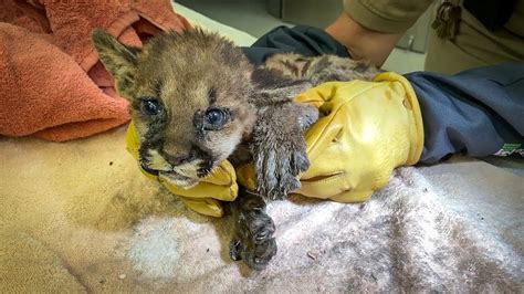 Firefighters Rescue Orphaned Mountain Lion Cub Trapped In California