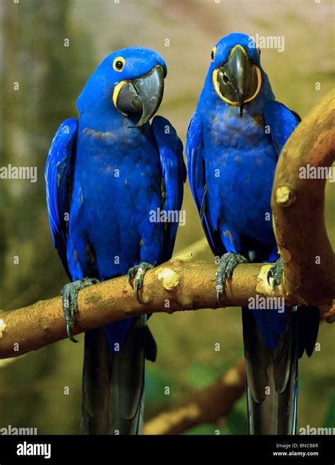 Blue Hyacinth Macaw Parrot Stock Photo Alamy