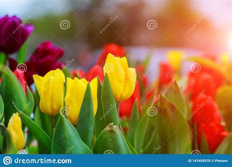 Beautiful Tulip Flower In The Garden Stock Photo Image Of Garden