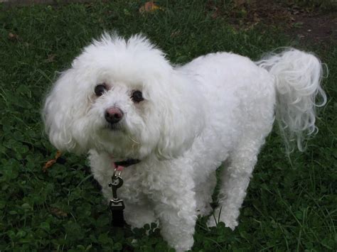 Bichon Frise Dog Breed Information Pictures And More