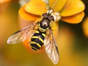 Les Insectes Pollinisateurs Sauvages Qui Sont Ils Pourquoi Et