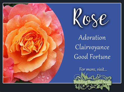 Maybe you would like to learn more about one of these? Rose Meaning & Symbolism | June Birth Flower | Flower Meanings