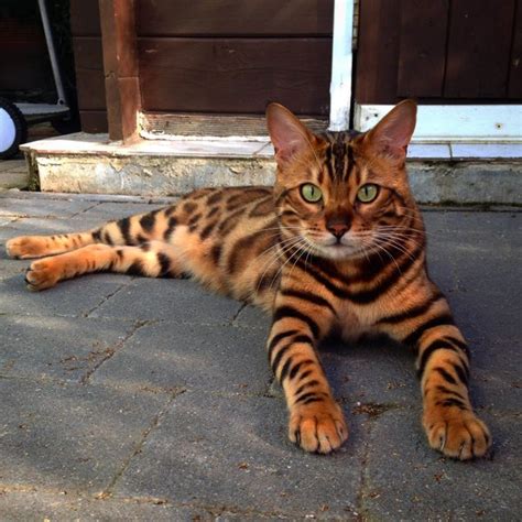 Hand raised & bottle feed baby cats and kittens. This Striped And Spotted Cat's Fur Is Mesmerizing The ...